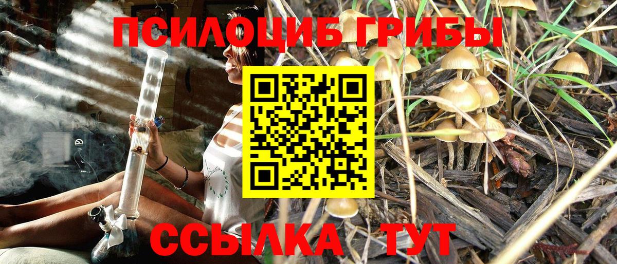 Псилоцибиновые грибы Psilocybe Кстово